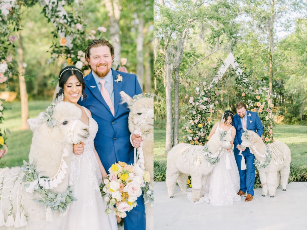 Christina Elliott Photography captures cute white alpacas with bride and groom with greenery adoring them. greenery adorning alpacas #ChristinaElliottPhotography #ChristinaElliottWeddings #Houstonwedding #TheSpringsVenue #EastHoustonweddings #sayIdo